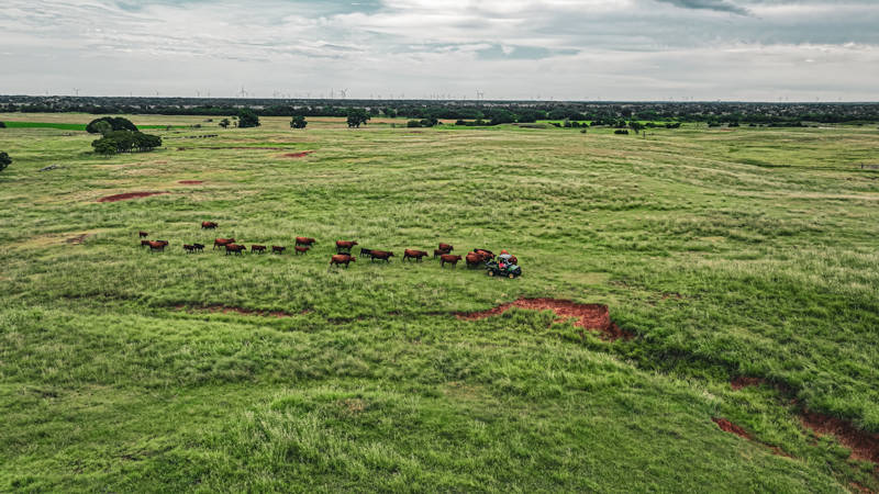 Leading cattle - home