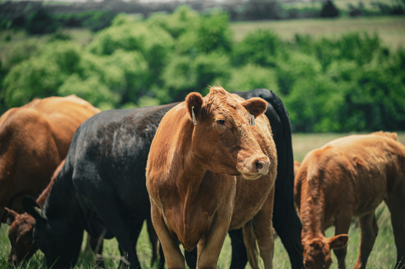 Cattle grazing in an Oklahoma field