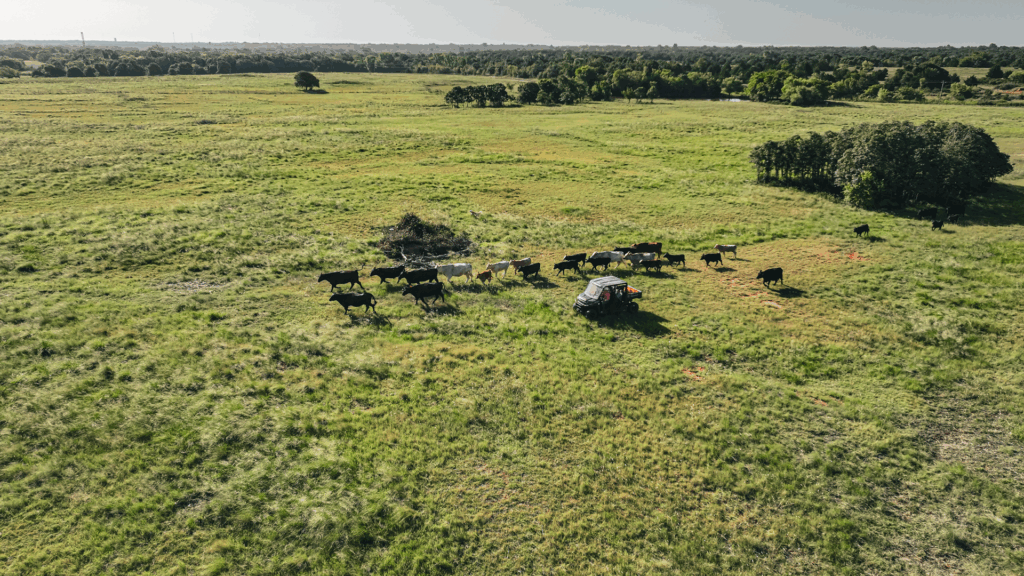 Ranger leading cattle through pasture