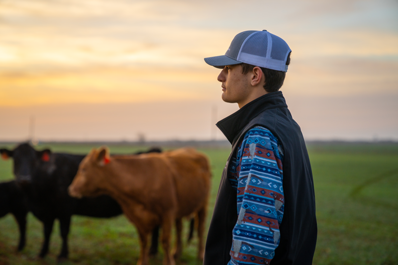 Young man looking at cattle with sunsetting in the background