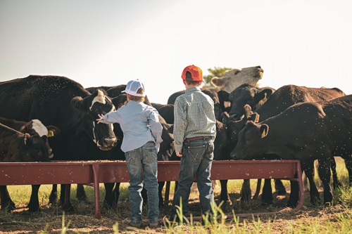 The Barbour boys feeding cattle