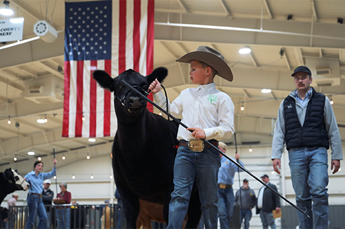 young boy leading a calf