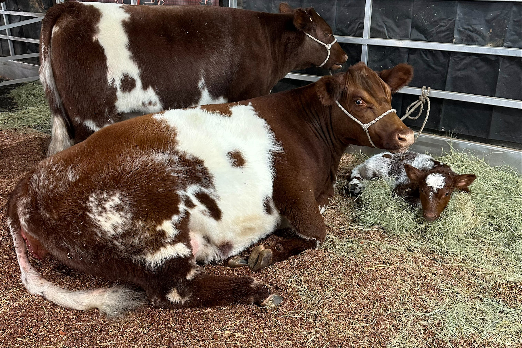 sproul heifer 2