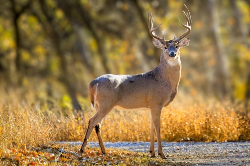 white tailed,deer,(odocoileus,virginianus),buck,in,oklahoma,city
